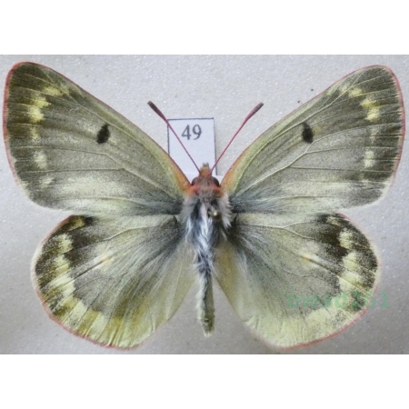 Colias phicomone (Esper, 1780) male Szlaczkoń phicomone Austria49